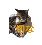うちの猫でっせ⑥（個別スタンプ：4）