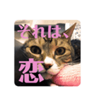 うちの猫でっせ⑥（個別スタンプ：5）