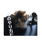 うちの猫でっせ⑥（個別スタンプ：6）