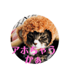 うちの猫でっせ⑥（個別スタンプ：7）