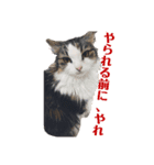 うちの猫でっせ⑥（個別スタンプ：8）