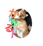 カラフル茶助くん（個別スタンプ：1）