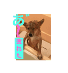 カラフル茶助くん（個別スタンプ：2）