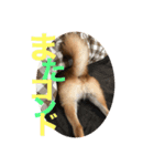 カラフル茶助くん（個別スタンプ：4）