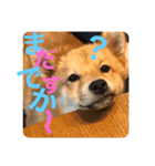 カラフル茶助くん（個別スタンプ：5）