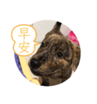 狗狗說話了3（個別スタンプ：1）