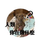 狗狗說話了3（個別スタンプ：2）