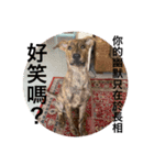 狗狗說話了3（個別スタンプ：4）