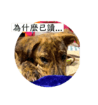 狗狗說話了3（個別スタンプ：8）