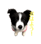 スチコ家（個別スタンプ：10）