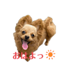 otorenスタンプ（個別スタンプ：1）