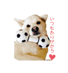 otorenスタンプ（個別スタンプ：6）