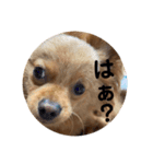 otorenスタンプ（個別スタンプ：11）