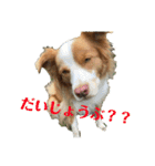 belaちゃんち（個別スタンプ：10）