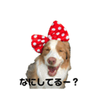belaちゃんち（個別スタンプ：11）