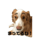 belaちゃんち（個別スタンプ：12）