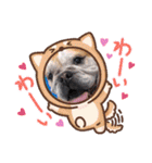 ぶさかわブルドッグのベティちゃん♡3（個別スタンプ：1）