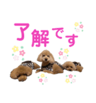 トイプードル5匹のスタンプ♪（個別スタンプ：1）