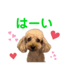 トイプードル5匹のスタンプ♪（個別スタンプ：2）