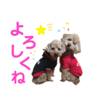 トイプードル5匹のスタンプ♪（個別スタンプ：4）