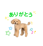 トイプードル5匹のスタンプ♪（個別スタンプ：5）
