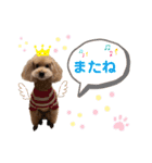 トイプードル5匹のスタンプ♪（個別スタンプ：12）