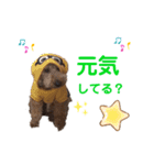 トイプードル5匹のスタンプ♪（個別スタンプ：13）