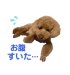 トイプードル5匹のスタンプ♪（個別スタンプ：19）