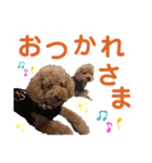 トイプードル5匹のスタンプ♪（個別スタンプ：20）