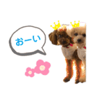 トイプードル5匹のスタンプ♪（個別スタンプ：22）