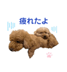 トイプードル5匹のスタンプ♪（個別スタンプ：23）