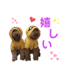 トイプードル5匹のスタンプ♪（個別スタンプ：24）