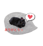 冨樫くろのスタンプ（個別スタンプ：5）