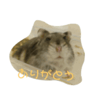 ぺっとのはむすたーとまどにぶつかったとり（個別スタンプ：1）