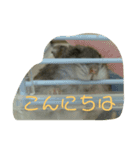 ぺっとのはむすたーとまどにぶつかったとり（個別スタンプ：2）
