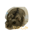 ぺっとのはむすたーとまどにぶつかったとり（個別スタンプ：6）