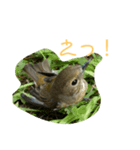 ぺっとのはむすたーとまどにぶつかったとり（個別スタンプ：8）