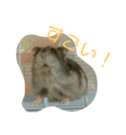 ぺっとのはむすたーとまどにぶつかったとり（個別スタンプ：9）