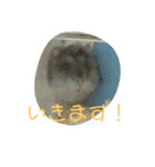 ぺっとのはむすたーとまどにぶつかったとり（個別スタンプ：10）