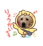 ラブラドール ナナ（個別スタンプ：2）