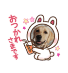 ラブラドール ナナ（個別スタンプ：3）