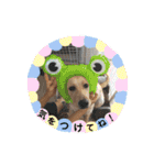 ラブラドール ナナ（個別スタンプ：20）