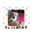 ラブラドール ナナ（個別スタンプ：21）