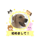 ラブラドール ナナ（個別スタンプ：25）