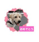 ラブラドール ナナ（個別スタンプ：32）