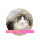 猫と犬を愛する少女（個別スタンプ：1）