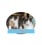 猫と犬を愛する少女（個別スタンプ：2）