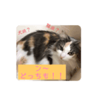 猫と犬を愛する少女（個別スタンプ：6）