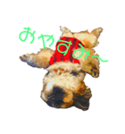 天然シーズー虎徹ちゃんの日常（個別スタンプ：3）