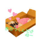 天然シーズー虎徹ちゃんの日常（個別スタンプ：4）